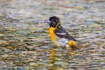 Baltimore Oriole (Icterus galbula) female bathing Marion County, Illinois.