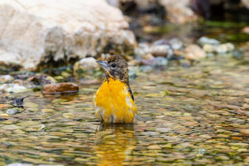 Baltimore Oriole (Icterus galbula) female bathing Marion County, Illinois.