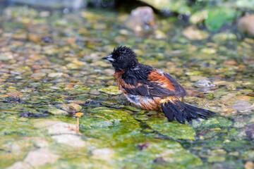 Orchard Oriole (Icterus spurius) male bathing Marion County, Illinois.