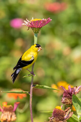 American Goldfinch (Spinus tristis) male eating Zinnia seeds Union County, Illinois.