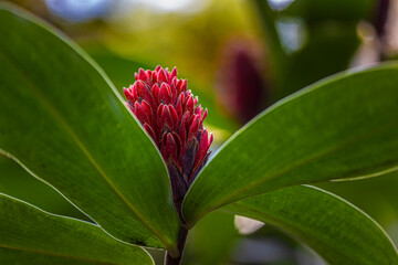 Tropical Flower Detail