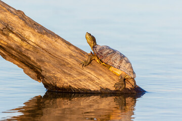Obraz premium Red-eared Slider(Trachemys scripta elegans) on log in wetland Marion County, Illinois.