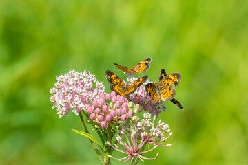 Pearl Crescents (Phyciodes tharos) on Swamp Milkweed (Asclepias incarnata) Marion County, Illinois.