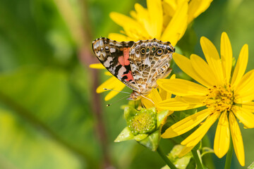 Painted Lady (Vanessa cardui) on Cup Plant (Silphium perfoliatum) Marion County, Illinois.