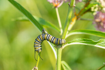 Monarch (Danaus plexippus) caterpillar on Swamp Milkweed (Asclepias incarnata) Marion County, Illinois.