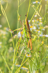 Chinese Mantis (Tenodera sinensis) mating Marion County, Illinois.