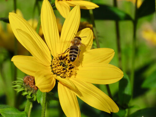 Honey bee flying off yellow cosmos or cosmea flower on a sunny summer day