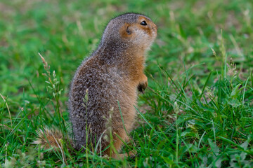 Naklejka na ściany i meble Wild gopher in natural environment. Gopher view from the back.