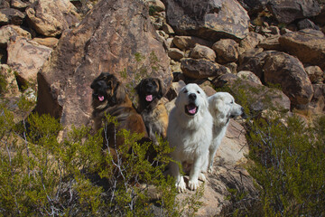 Obraz premium Leonbergers and Great Pyrenees enjoying the high desert
