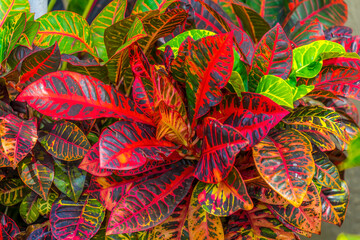 Colorful leaves, Moorea, Tahiti, French Polynesia
