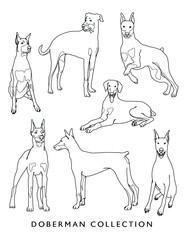 Doberman Outline Illustration Set (Different Poses)