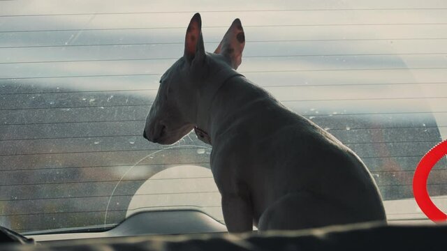 A small white bull terrier looking anxiously through the dirty car window waiting for her human to return.