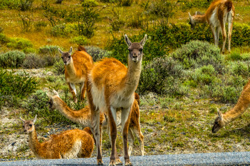 Guanacas wild lamas Salar de Atacama, Torres del Paine National Park, Patagonia, Chile