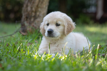 Playful Golden Retriever Puppy