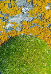 Moss and lichen, Saunders Island, Falkland Islands