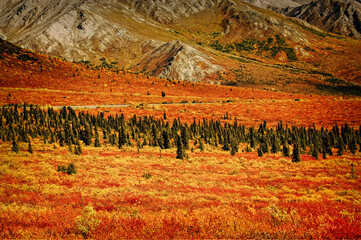 USA, Alaska, scenic fall foliage