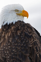 Bald Eagle, Homer, Alaska, USA