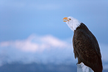 Bald Eagle, Homer, Alaska, USA
