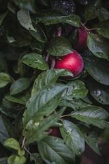 Plum tree color contrast