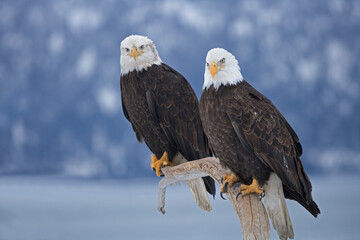Bald Eagle, Homer, Alaska, USA