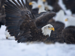 Bald Eagle, Homer, Alaska, USA