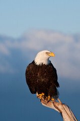 Bald Eagle, Homer, Alaska, USA