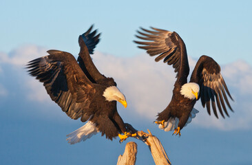 Bald Eagle, Homer, Alaska, USA
