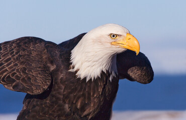 Bald Eagle, Homer, Alaska, USA