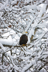 Bald Eagle on snow covered tree, Haines, Alaska, USA