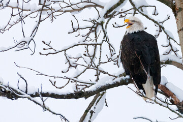 Bald Eagle perched on a tree covered with snow, Haines, Alaska, USA