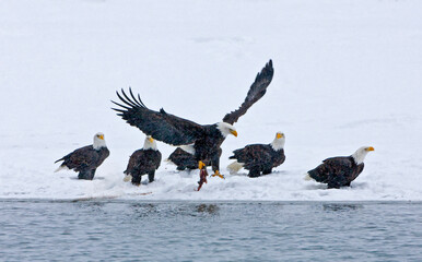 Bald Eagles fighting on snow by the river, Haines, Alaska, USA