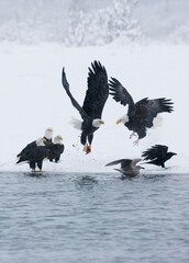 Bald Eagles fighting on snow by the river, Haines, Alaska, USA