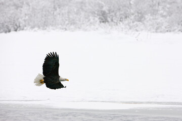 Bald Eagle flying in snow, Haines, Alaska, USA