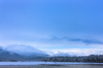 Bald Eagles on snow by the river, Haines, Alaska, USA