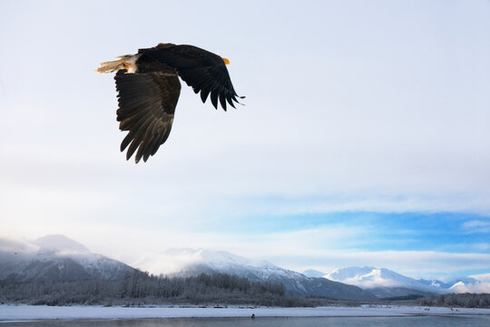 Bald Eagle Flying, Haines, Alaska, USA