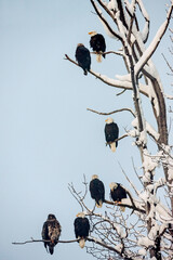 Bald Eagles perched on a tree covered with snow, Haines, Alaska, USA