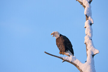 Bald Eagle perched on a tree covered with snow, Haines, Alaska, USA