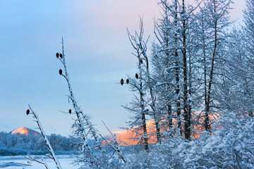 Bald Eagles in the forest covered with snow, mountain in the distance, Haines, Alaska, USA