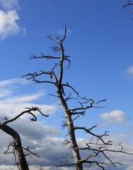 津波被害を受け、枯死した木