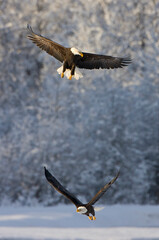 Bald Eagles flying, Haines, Alaska, USA