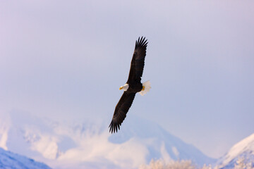 Fototapeta na wymiar Bald Eagle flying over snow mountain, Haines, Alaska, USA
