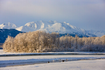 Bald Eagles on the river bank, forest covered with snow and mountain in the distance, Haines, Alaska, USA