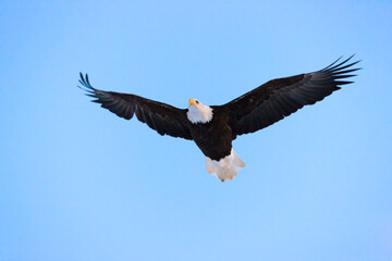 Fototapeta na wymiar Bald Eagle flying in the sky, Haines, Alaska, USA