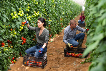Girl, man and woman harvesting tomatoes in large orchard © JackF