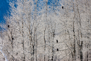 Bald Eagles in the forest covered with snow, Haines, Alaska, USA