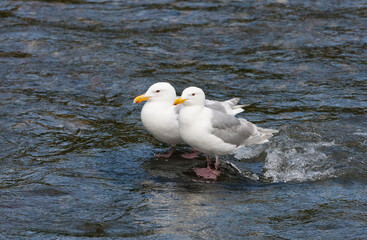 Two seagulls in Brooks River, Katmai National Park, Alaska, USA