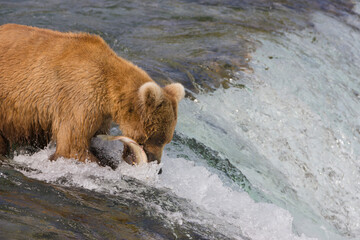 Juvenile Brown Bear catching salmon at the top of Brooks Falls, Katmai National Park, Alaska, USA