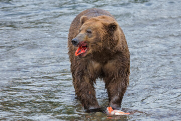 Brown Bear eating salmon at Brooks Falls, Katmai National Park, Alaska, USA