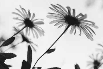 Grayscale closeup shot of blooming flowers