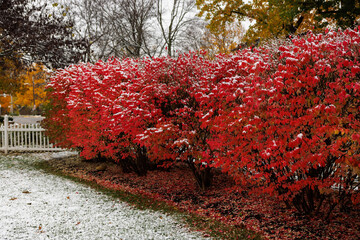 Vertical shot of a burning bush covered with snow
